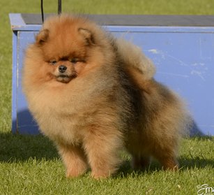 TOP POM
