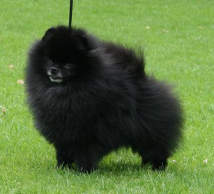 POMERANIAN FEMALE
